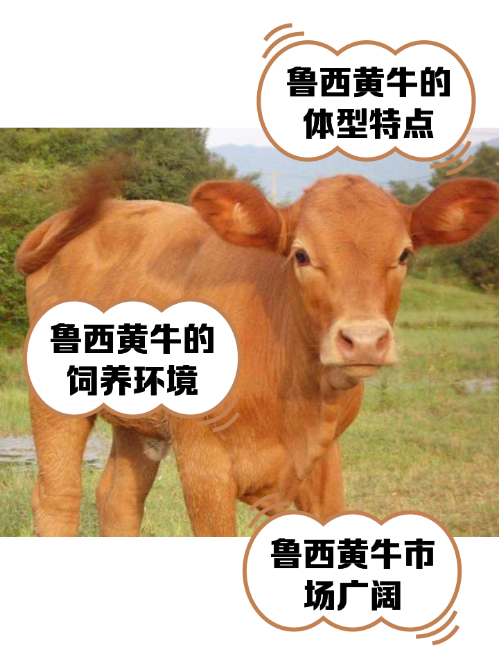 随县最新医保取现黄牛方法分析(最方便真实的随县医保取现黄牛怎么取方法)